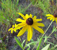 Attēlu rezultāti vaicājumam “Rudbeckia hirta var. pulcherrima flower”