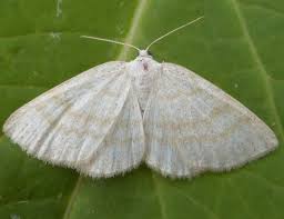 Attēlu rezultāti vaicājumam “Cabera exanthemata”