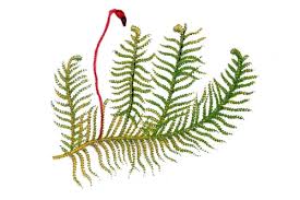 Attēlu rezultāti vaicājumam “Ptilium crista-castrensis”