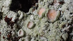 Attēlu rezultāti vaicājumam “Thelopsis rubella”