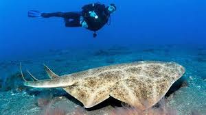 Image result for Squatina dumeril