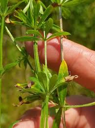 Attēlu rezultāti vaicājumam “Galium rivale”