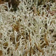 Attēlu rezultāti vaicājumam “Cladonia”