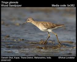 Attēlu rezultāti vaicājumam “Tringa glareola adult”