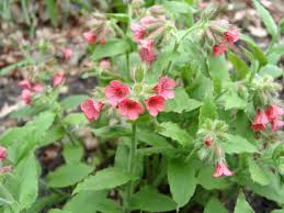 Image result for Lungenkraut