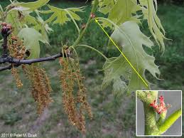 Attēlu rezultāti vaicājumam “Quercus robur female flower”