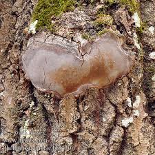 Attēlu rezultāti vaicājumam “Phellinus tremulae”