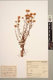 Attēlu rezultāti vaicājumam “Erigeron acris”