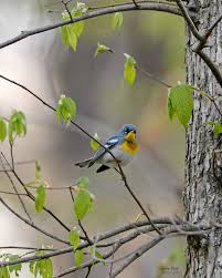 Image result for Parula americana