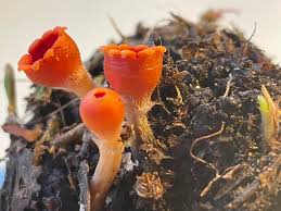 Attēlu rezultāti vaicājumam “Microstoma protracta”