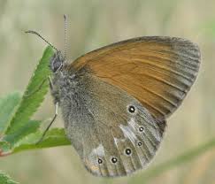 Attēlu rezultāti vaicājumam “Coenonympha glycerion”