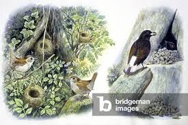 Attēlu rezultāti vaicājumam “Troglodytes troglodytes nest”