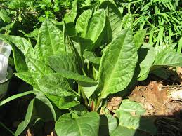 Attēlu rezultāti vaicājumam “Rumex acetosa fruit”
