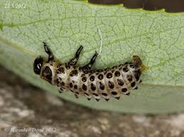 Attēlu rezultāti vaicājumam “Chrysomela vigintipunctata”