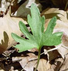 Attēlu rezultāti vaicājumam “Viola uliginosa leaf”