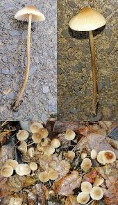 Attēlu rezultāti vaicājumam “Psathyrella pygmaea”