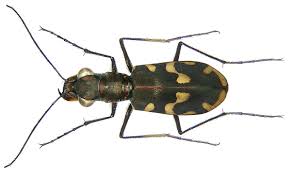 Attēlu rezultāti vaicājumam “Cicindela maritima”