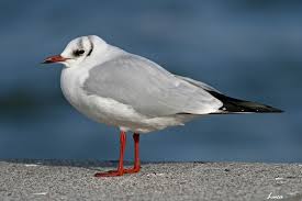 Attēlu rezultāti vaicājumam “Larus ridibundus adult”