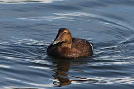 Attēlu rezultāti vaicājumam “Somateria mollissima”