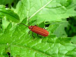 Attēlu rezultāti vaicājumam “Lopheros rubens”