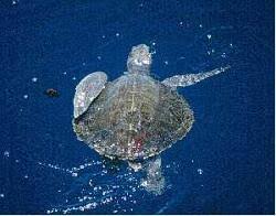 Image result for Lepidochelys olivacea