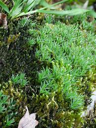 Attēlu rezultāti vaicājumam “Pogonatum urnigerum macro”