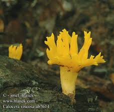 Attēlu rezultāti vaicājumam “Calocera viscosa”