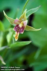 Attēlu rezultāti vaicājumam “Epipactis”