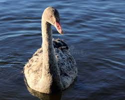 Attēlu rezultāti vaicājumam “Cygnus atratus”