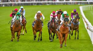 Image result for The Horse Racing Club