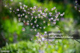 Attēlu rezultāti vaicājumam “Thalictrum lucidum flower”