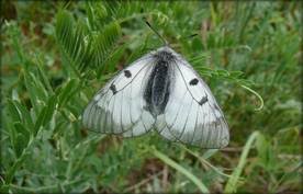 Attēlu rezultāti vaicājumam “Parnassius mnemosyne”