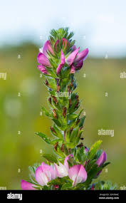 Attēlu rezultāti vaicājumam “Ononis arvensis flower”