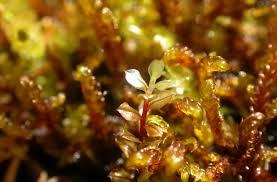 Attēlu rezultāti vaicājumam “Cinclidium stygium”