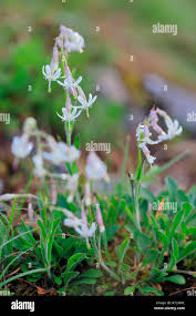 Attēlu rezultāti vaicājumam “Silene nutans flower”