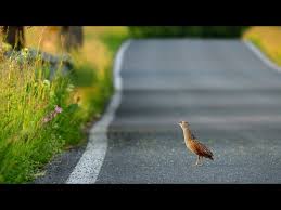 Attēlu rezultāti vaicājumam “Crex crex nest”