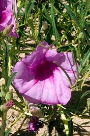 Image result for Ipomoea Lavender
