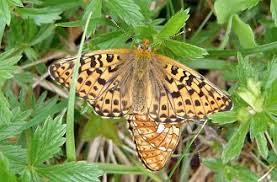 Attēlu rezultāti vaicājumam “Clossiana euphrosyne”