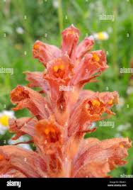 Attēlu rezultāti vaicājumam “Orobanche elatior flower”