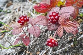 Attēlu rezultāti vaicājumam “Rubus arcticus”