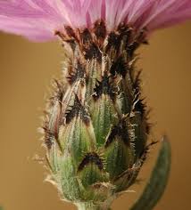Attēlu rezultāti vaicājumam “Centaurea stoebe fruit”