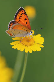 Attēlu rezultāti vaicājumam “Lycaena dispar”