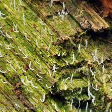 Attēlu rezultāti vaicājumam “Multiclavula mucida”