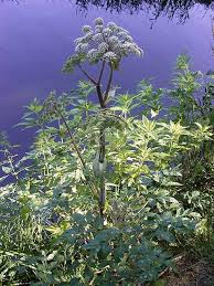 Attēlu rezultāti vaicājumam “Angelica sylvestris”