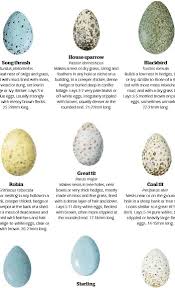 Attēlu rezultāti vaicājumam “Erithacus rubecula eggs”