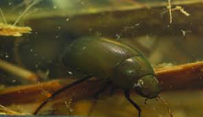 Attēlu rezultāti vaicājumam “Hydrochara caraboides”