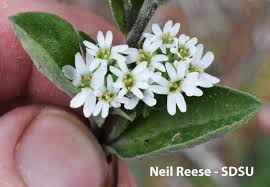 Attēlu rezultāti vaicājumam “Berteroa incana fruit”