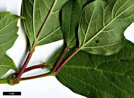Attēlu rezultāti vaicājumam “Viburnum opulus leaf”