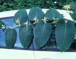 Attēlu rezultāti vaicājumam “Reynoutria sachalinensis fruit”
