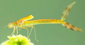 Attēlu rezultāti vaicājumam “Lestes dryas female”